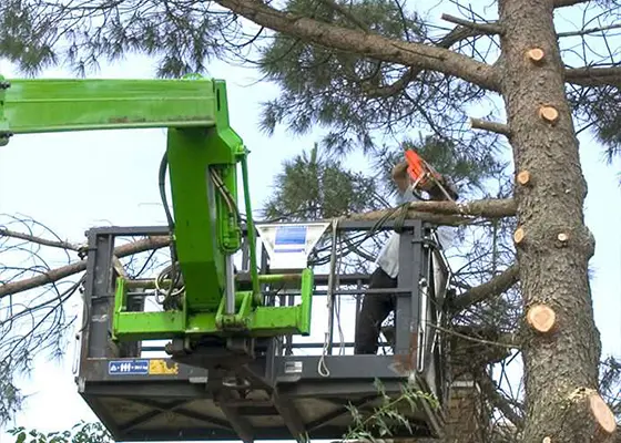 L’élagage à Arpajon