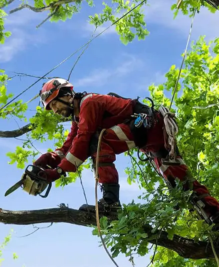Élagage taille douce et raisonnée Essonne