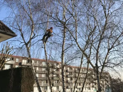 Élagage de Bouleau, Palaiseau 91