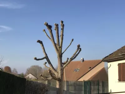 Élagage en tête de chat d’un érable à Morigny-champigny 91