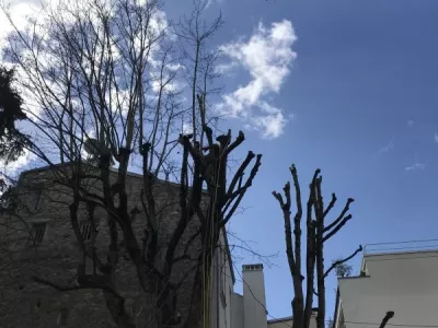 Élagage en tête de chat de Marronnier St Cloud 92